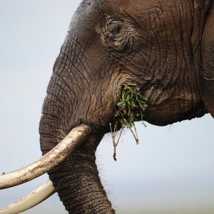 Elephants rarely get cancer. Here's why this matters to humans