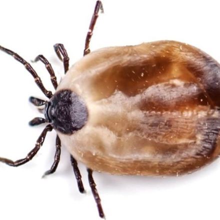 Japanese woman dies from tick disease after cat bite