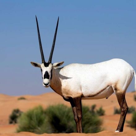Arabian oryx population surges at Abu Dhabi nature reserve as conservation efforts pay off