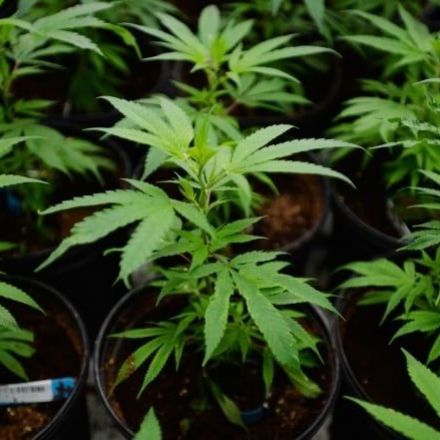 Black market marijuana growers expect the death of their cash cow after legalization