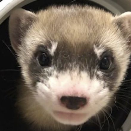 This Ferret Died 33 Years Ago. Scientists Just Brought Her Back to Life.