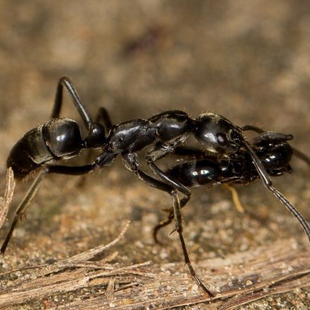 On the Battlefield, Ants Treat Each Other's War Wounds
