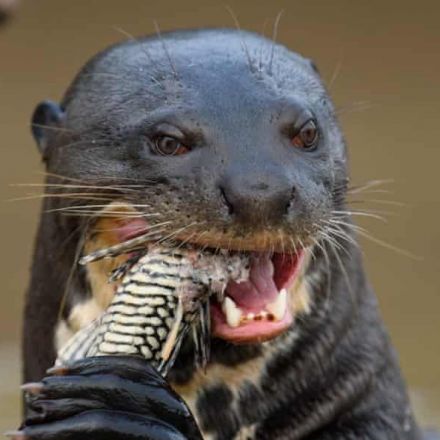 ‘A huge surprise’ as giant river otter feared extinct in Argentina pops up