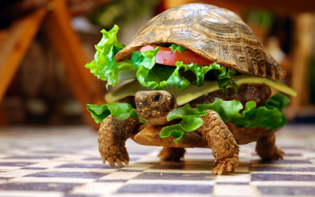 This is not the actual smuggled pet, in fact this is a tortoise, not a turtle.