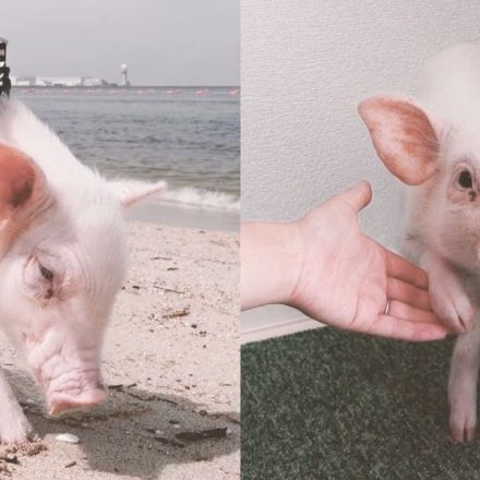Millions Watched This YouTuber Raise a Pet Pig. Then He Shared His Dinner.