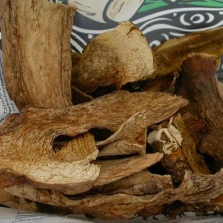 Scientists Have Discovered Three New Species of Edible Mushrooms