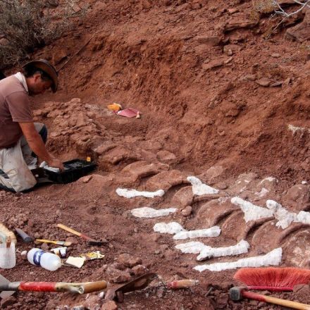 Dinosaur Unearthed in Argentina Could Be Largest Land Animal Ever