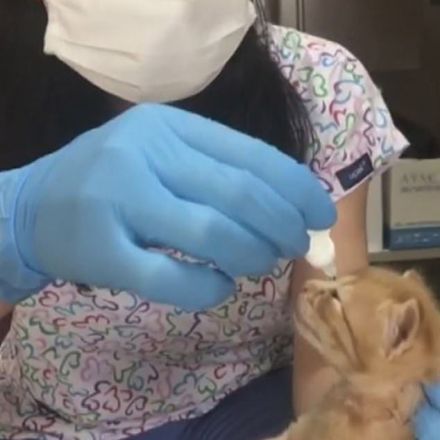 Cat carries her kitten into hospital and 'asks doctors for help'