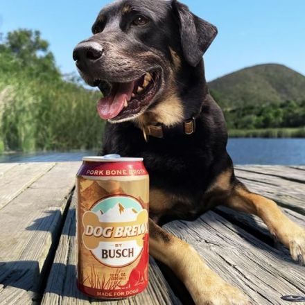 “Nectar Of The Dogs”—Busch Has Launched A Beer For Dogs