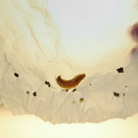 Nature’s Solution to Plastic Pollution: The Amazing Power of the Wax Worm