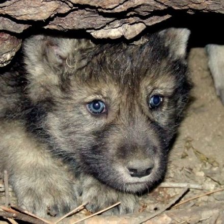'Reckless, Violent, Massacre' of 570 Wolves and Wolf Pups in Idaho Bolsters Alarm Over Trump Attack on Species Protections