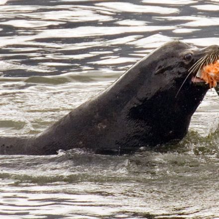 US allows killing sea lions eating at-risk Northwest salmon