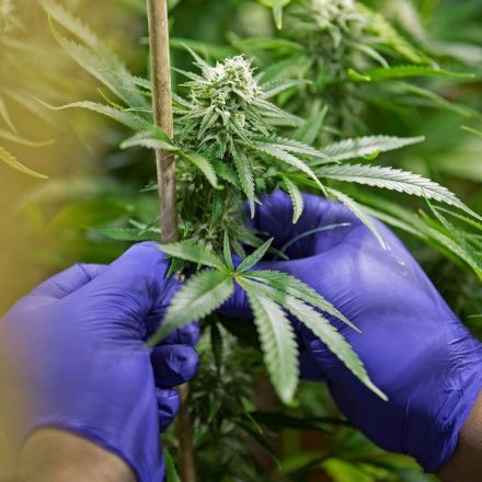 After 4-year delay, DEA will review dozens of requests to grow marijuana for research