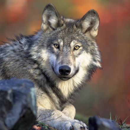 Endangered Species Act Protections Stripped From Gray Wolves