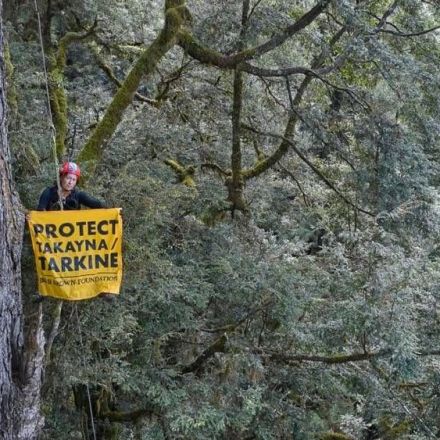 An endangered owl has stopped a mining giant in its tracks in Tasmania
