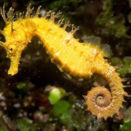 The woman saving seahorses from 'annihilation fishing'
