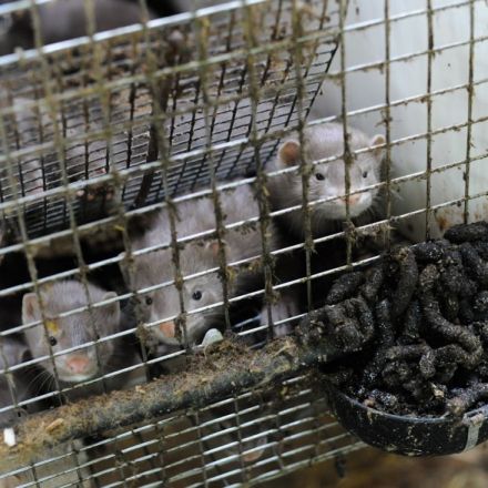 In an historic vote, Italy to ban fur farming and shut down all mink farms within six months