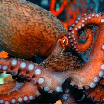 Hidden World of Octopus Cities and Culture Shows why it's Wrong to Farm These Sentient Creatures