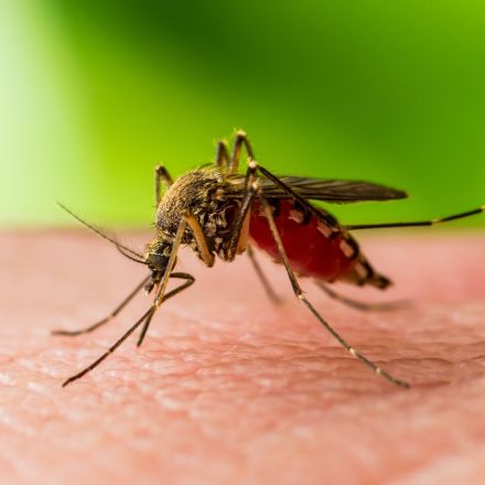 Oxitec wins approval to release GMO mosquitoes in US