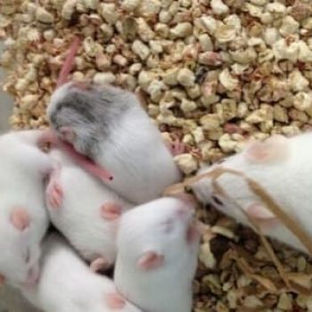 Lab accidentally created 'city' of 180,000 mice and experimented on them without permission