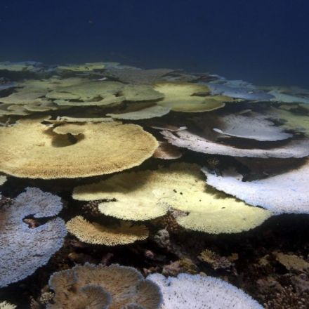Watching a coral reef die in a warming ocean