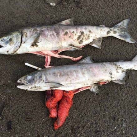 Heat stress that killed thousands of salmon in Alaska is a sign of things to come, scientist warns