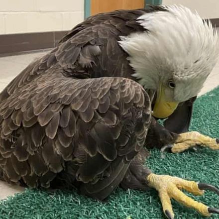 Nearly half of bald eagles tested across US show signs of chronic lead exposure