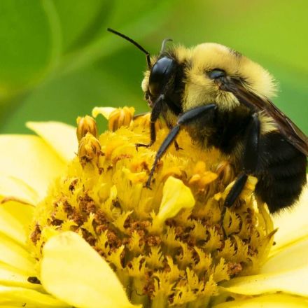 Bumblebees kept in isolation make up for it by being more social later