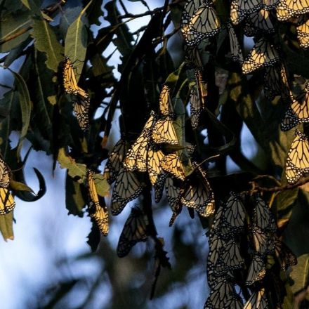 Monarch butterflies join the Red List of endangered species, thanks to habitat loss, climate change and pesticides