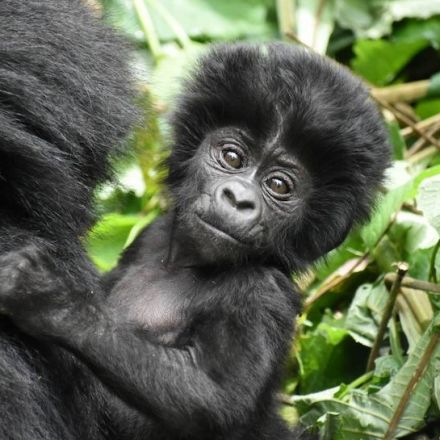 Endangered Mountain Gorilla Populations Are Growing