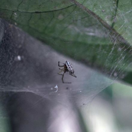 Infected ‘Zombie Spiders’ Forced to Build Incubation Chambers for Their Parasitic Overlords
