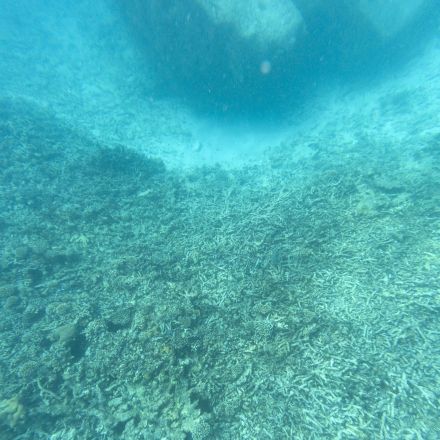 Ocean acidification to hit levels not seen in 14 million years