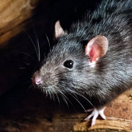 The Black Death may not have been spread by rats after all