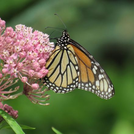 Monarch butterfly populations are thriving in North America