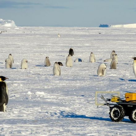 Antarctica's emperor penguins at risk of extinction due to the climate crisis