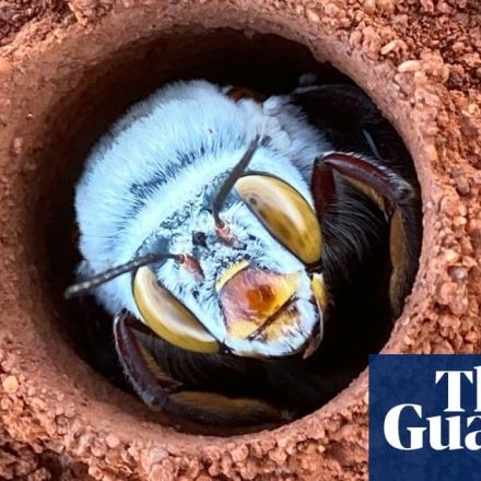 ‘So fluffy they’re like teddy bears’: thousands of native bees emerge in Western Australia
