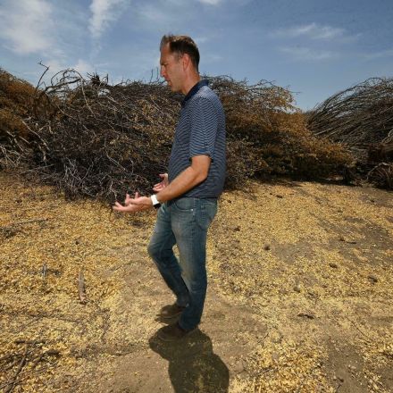 In blistering drought, California farmers rip up precious almond trees