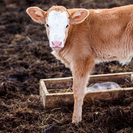 Cows produce powerful HIV antibodies