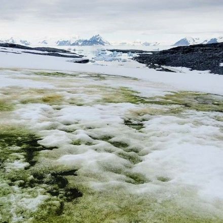Remote sensing reveals Antarctic green snow algae as important terrestrial carbon sink