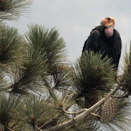 Endangered condors return to northern California skies after nearly a century
