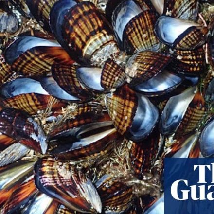 Heatwave cooks mussels in their shells on California shore