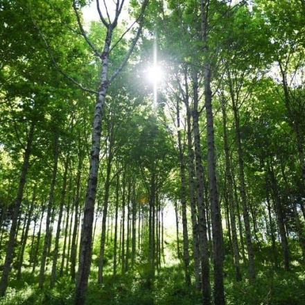 Planting more trees 'one of the best things we can do' to reduce carbon in the air