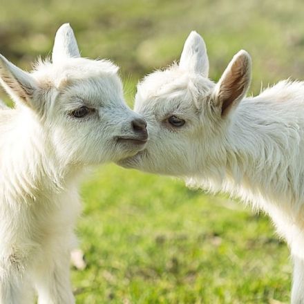 Goats Like It When You Smile at Them, Extremely Heartwarming Study Says