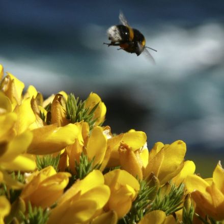 If bumblebees can play, does it mean they have feelings? This study suggests yes