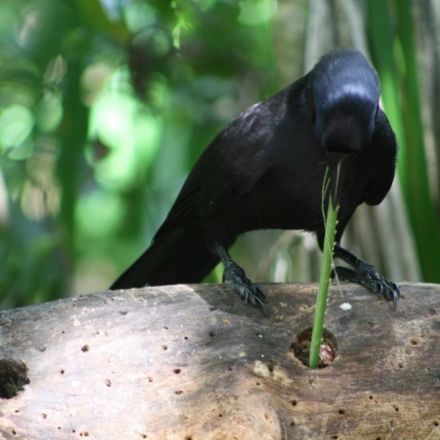 Scientists investigate why crows are so playful