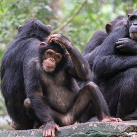Chimpanzee Culture Is Disappearing Thanks to Climate Change, Study Finds