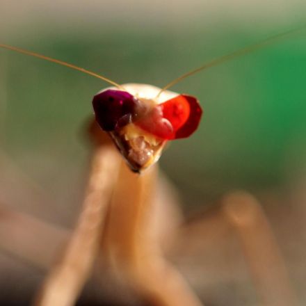 Scientists make tiny 3D glasses for insects to understand how they see the world