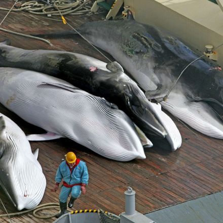 Japanese Whalers Killed 122 Pregnant Whales and 114 Babies Last Summer