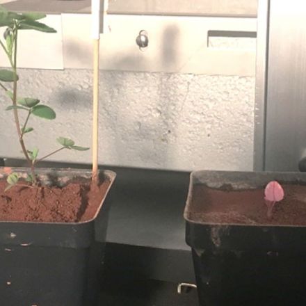 Crops grow better in Mars soil when given good bacteria, study finds