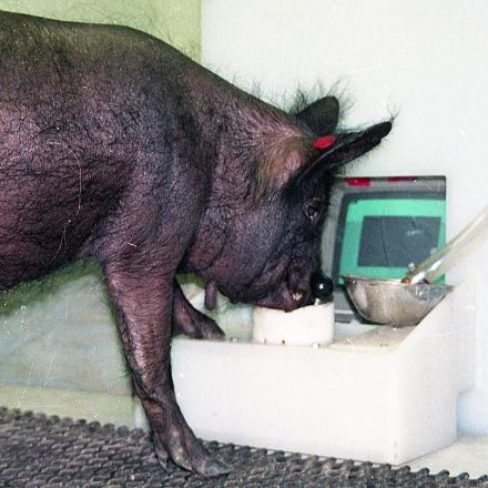 Pigs show potential for 'remarkable' level of behavioral, mental flexibility in new study